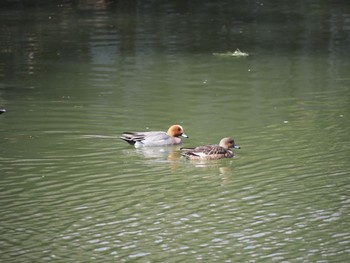 Eurasian Wigeon 小田原市 Wed, 2/24/2021