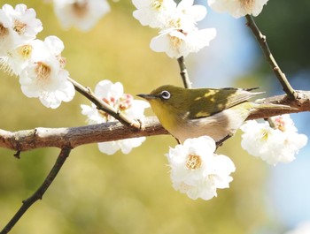 Warbling White-eye 小田原市 Wed, 2/24/2021