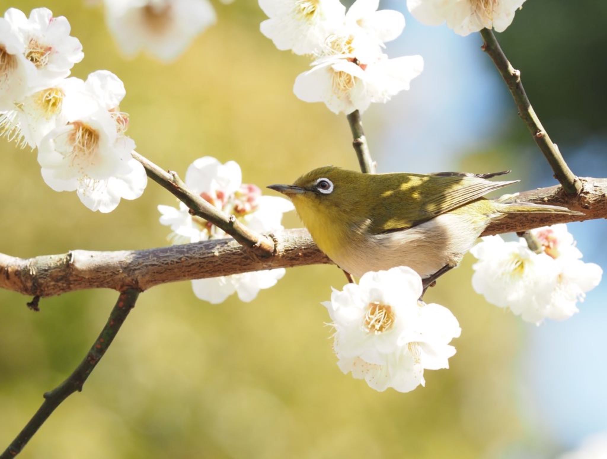 Photo of Warbling White-eye at 小田原市 by 大福