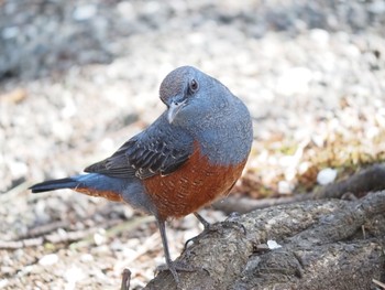 Blue Rock Thrush 小田原市 Wed, 2/24/2021