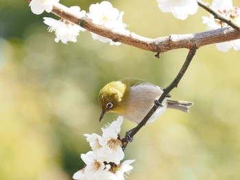 Warbling White-eye 小田原市 Wed, 2/24/2021