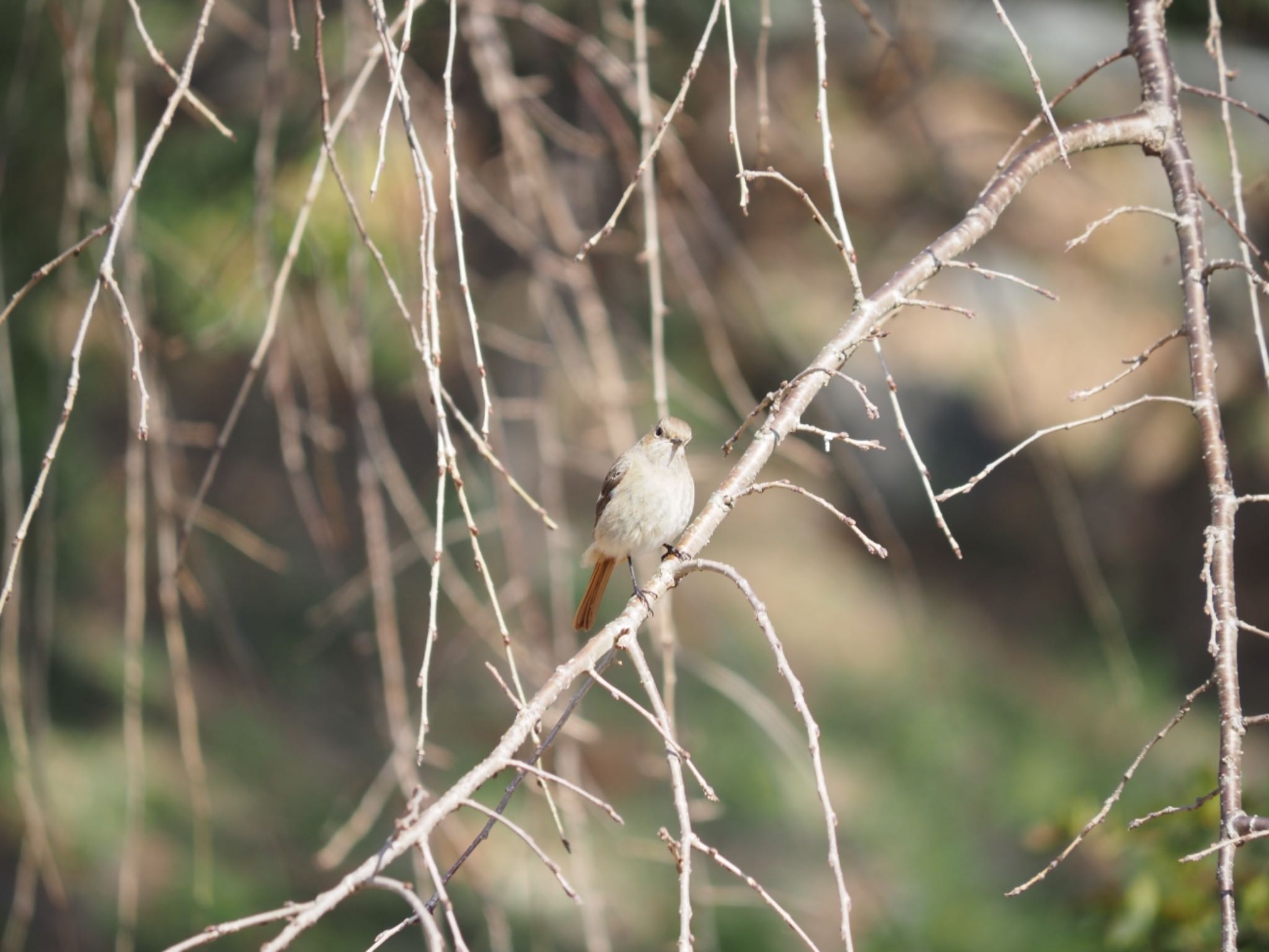 Photo of Daurian Redstart at 小田原市 by 大福