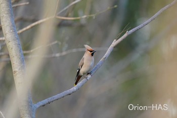 Bohemian Waxwing 東京都多摩地域 Wed, 2/24/2021