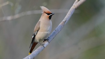 Bohemian Waxwing 東京都多摩地域 Wed, 2/24/2021