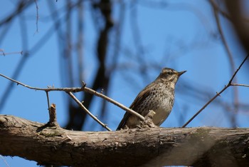 ツグミ 秋ヶ瀬公園 2021年2月23日(火)