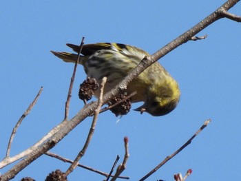 マヒワ 愛知県森林公園 2021年2月23日(火)