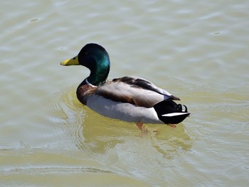 マガモ 小幡緑地 2021年2月24日(水)