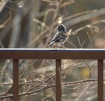 Brambling 桜草公園 Wed, 1/18/2017