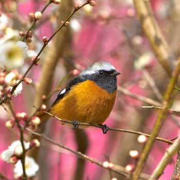 Daurian Redstart 東京都 Thu, 2/18/2021