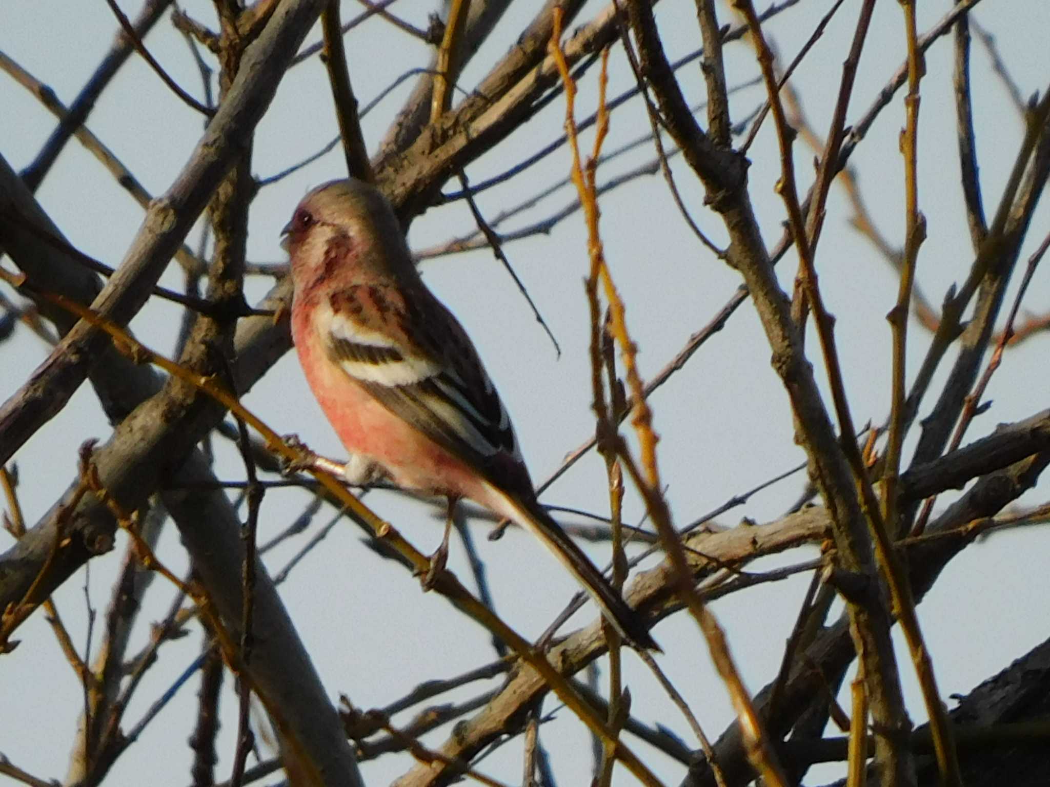 Siberian Long-tailed Rosefinch