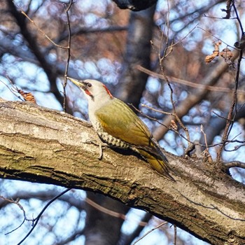 アオゲラ 薬師池公園 2021年1月10日(日)