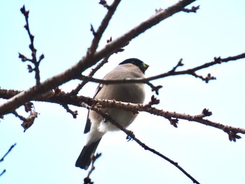 ウソ 箱根 2021年2月25日(木)