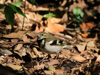 2016年12月16日(金) 御池野鳥の森の野鳥観察記録