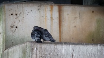 2021年2月25日(木) 芝川第一調節池(芝川貯水池)の野鳥観察記録