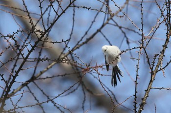 2017年1月6日(金) 野付牛公園の野鳥観察記録