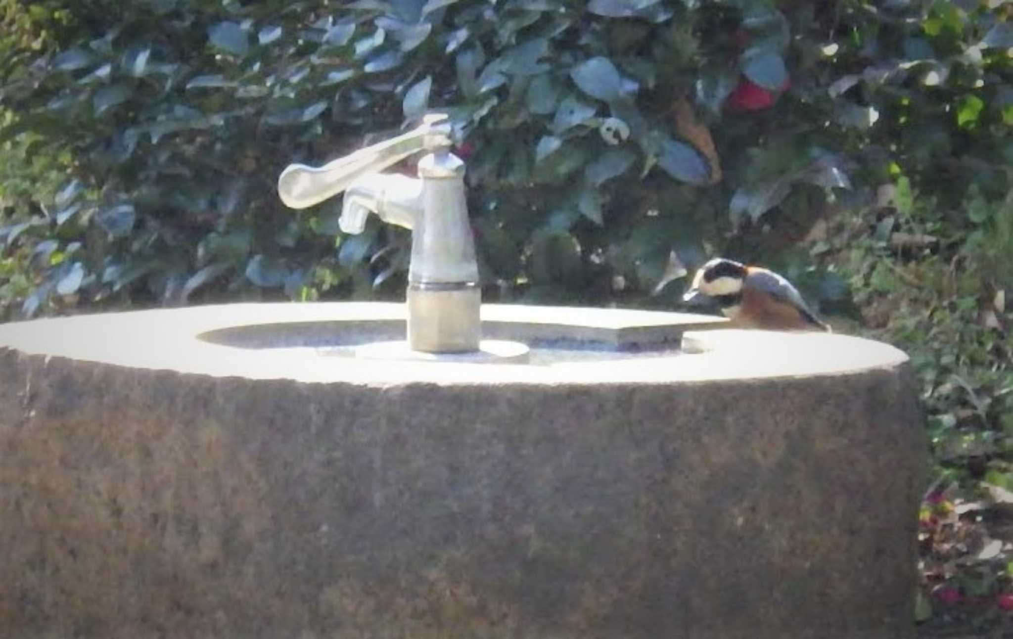 水を飲むヤマガラ by birdR