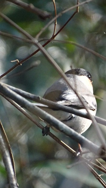 Eurasian Bullfinch Mt. Takao Thu, 2/25/2021