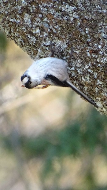 Long-tailed Tit Mt. Takao Thu, 2/25/2021