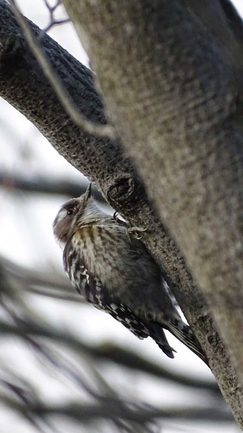 Japanese Pygmy Woodpecker Mt. Takao Thu, 2/25/2021