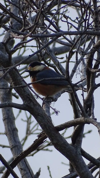 Varied Tit Mt. Takao Thu, 2/25/2021