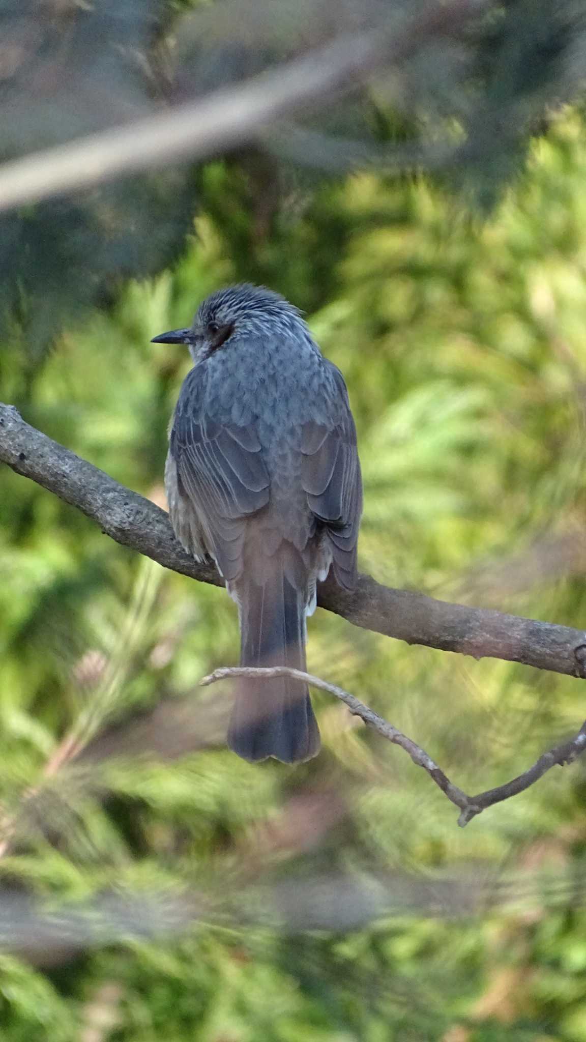 Brown-eared Bulbul