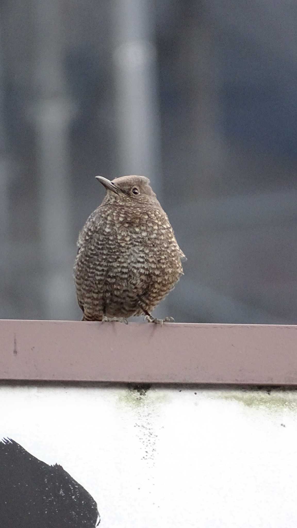 Blue Rock Thrush