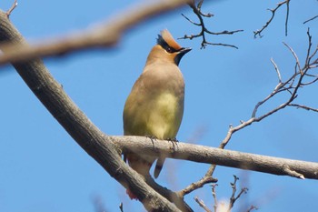 Japanese Waxwing Higashitakane Forest park Mon, 2/22/2021