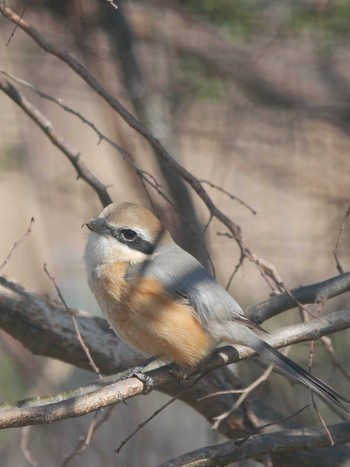 2021年2月25日(木) 新横浜公園の野鳥観察記録