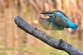 Common Kingfisher 練馬区 Thu, 2/25/2021