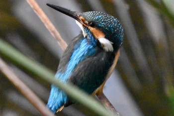 カワセミ 練馬区 2021年2月25日(木)