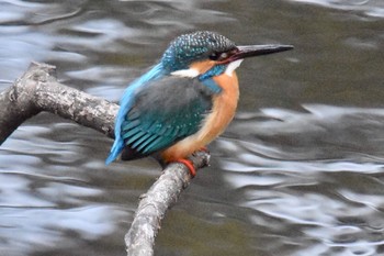 Common Kingfisher 練馬区 Thu, 2/25/2021