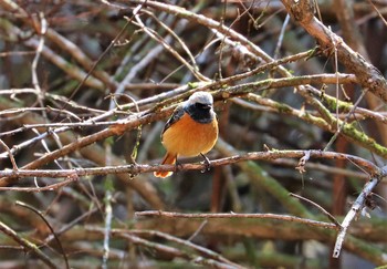 Daurian Redstart Hayatogawa Forest Road Thu, 2/25/2021