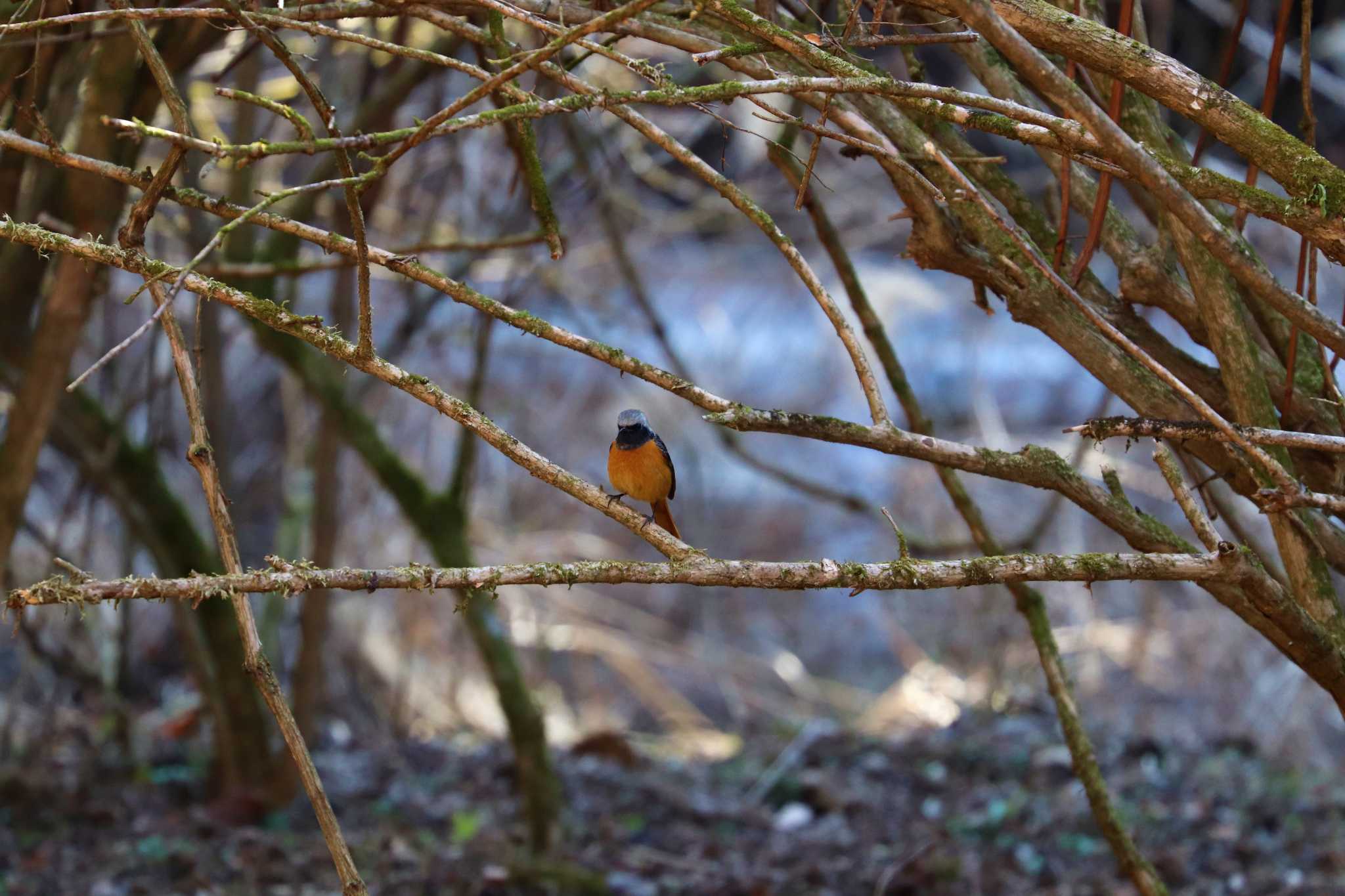 Photo of Daurian Redstart at Hayatogawa Forest Road by らうんでる