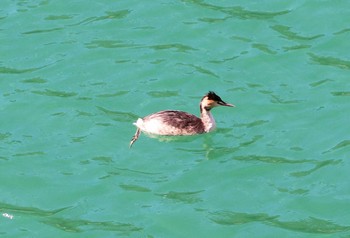 Great Crested Grebe 宮ケ瀬湖 Thu, 2/25/2021