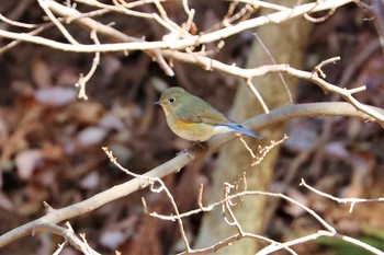 Red-flanked Bluetail Hayatogawa Forest Road Thu, 2/25/2021