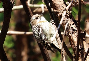 Japanese Pygmy Woodpecker Hayatogawa Forest Road Thu, 2/25/2021