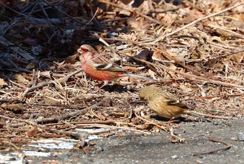 Siberian Long-tailed Rosefinch Hayatogawa Forest Road Thu, 2/25/2021