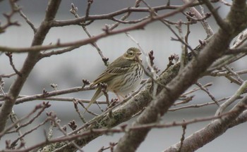 ビンズイ 兵庫県 2021年2月25日(木)