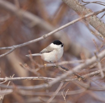 2021年2月25日(木) 測量山の野鳥観察記録