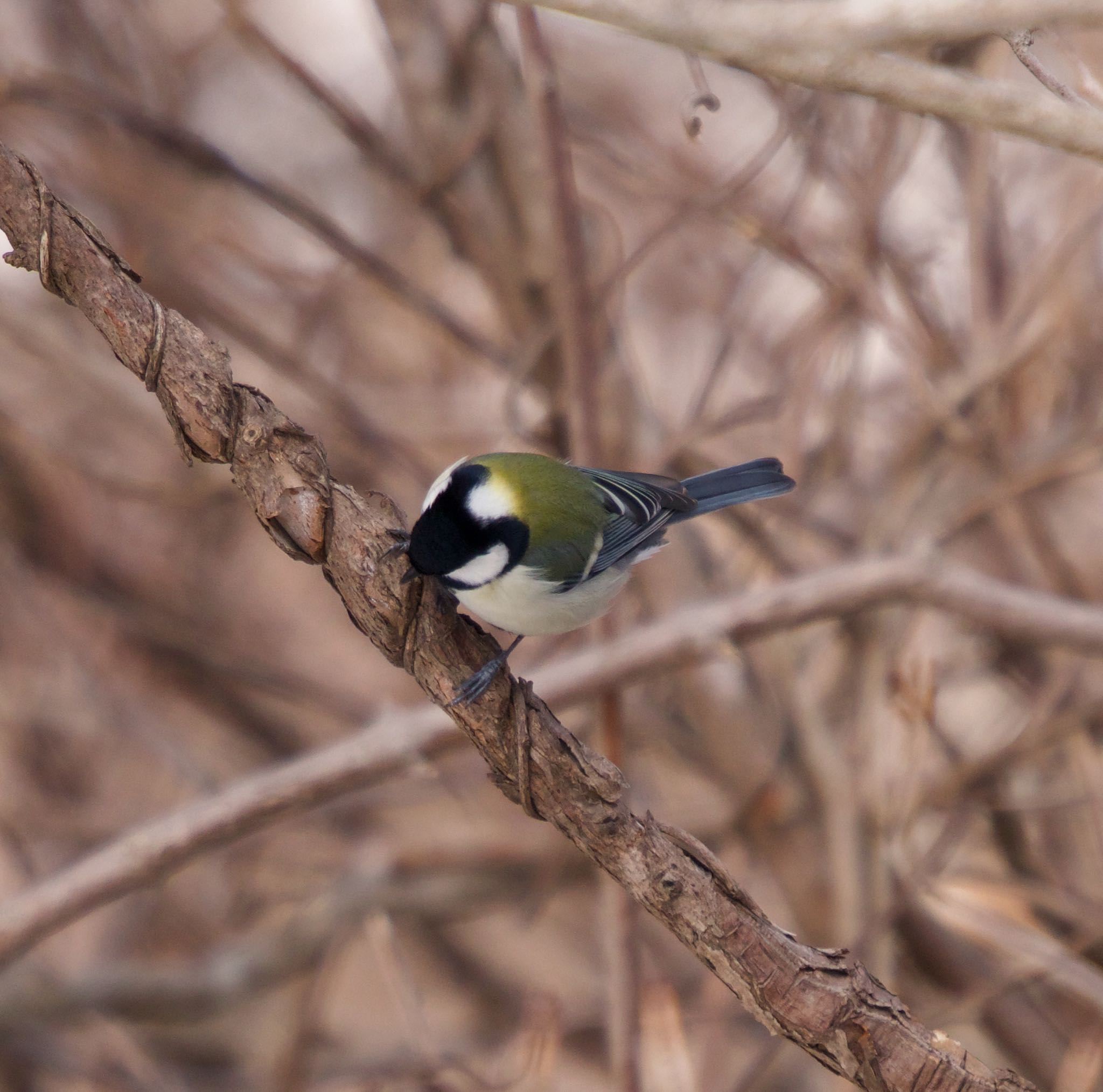 Japanese Tit