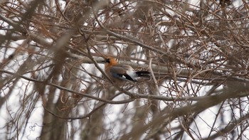 2021年2月25日(木) 伊達市の野鳥観察記録