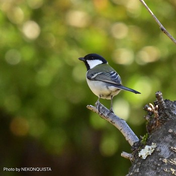 Japanese Tit 北山緑化植物園(西宮市) Tue, 2/9/2021