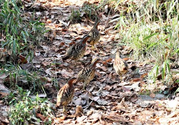 Chinese Bamboo Partridge Unknown Spots Wed, 1/11/2017