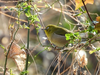 2021年2月23日(火) 秋ヶ瀬公園の野鳥観察記録