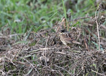 Masked Bunting 牧野が池公園 Wed, 1/11/2017