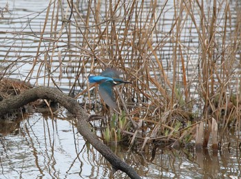 Common Kingfisher 牧野が池公園 Thu, 1/19/2017