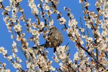 ヒヨドリ 東京都北区 2021年2月25日(木)