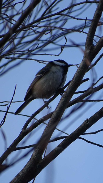 Japanese Tit Mt. Takao Thu, 2/25/2021