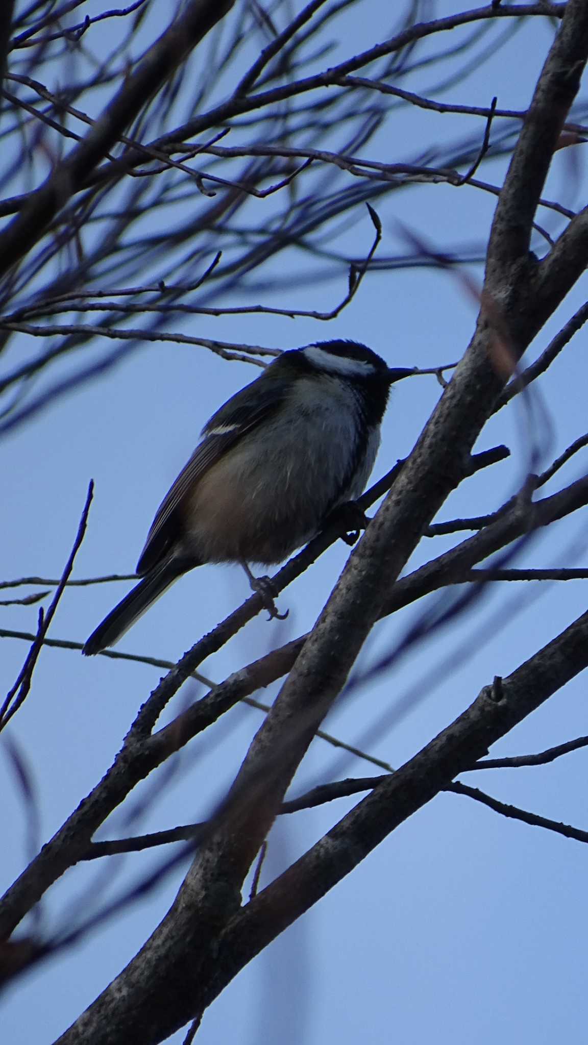 Japanese Tit