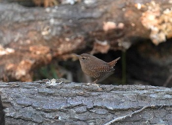 Eurasian Wren Unknown Spots Tue, 2/23/2021